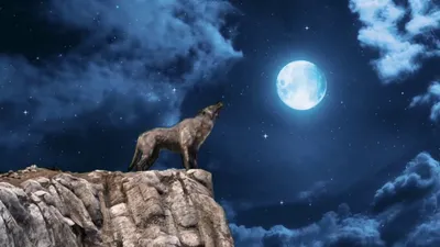 Почему волки воют на Луну: легенды, связанные с этим явлением