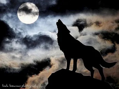 Волк воет на луну | Премиум Фото
