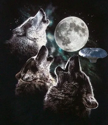Раскраска волк воет. Волк воет на луну. Разукрашка.