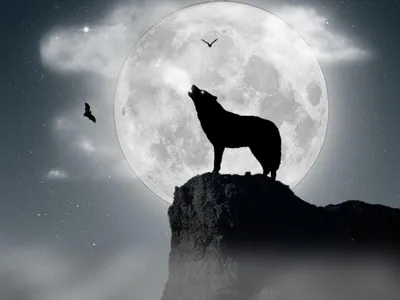 Волк воет на луну - 58 фото