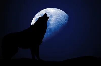 Футболка Волк воет на луну (954) – купить по выгодной цене в Москве |  Рок-аксессуары в интернет-магазине «Позитиф»