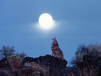 Волк воет на Луну — раскраска для детей. Распечатать бесплатно.