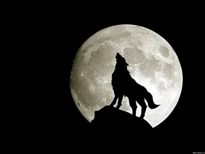 Почему волки воют на Луну? - Hi-News.ru