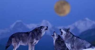 Воющий волк на луну - фото и картинки: 66 штук