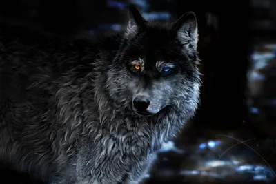 Волк с волком на спине изображен на постере к фильму | Премиум Фото