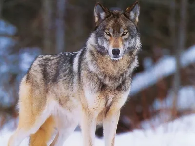 Чёрный волк на фоне, зимний лес …» — создано в Шедевруме