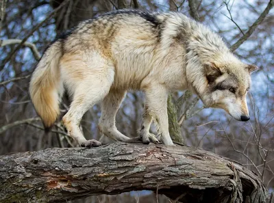 Фотообои \"Волк на фоне заката\"