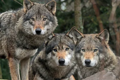 Волки рискуют лишиться в Евросоюзе охранного статуса | Euronews