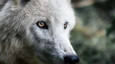 Волк на луне смотрит в камеру …» — создано в Шедевруме