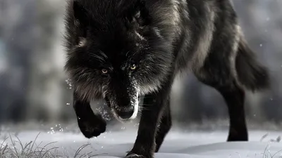 Скачать 1280x720 волк, хищник, черный, дикая природа, собака обои, картинки  hd, hdv, 720p