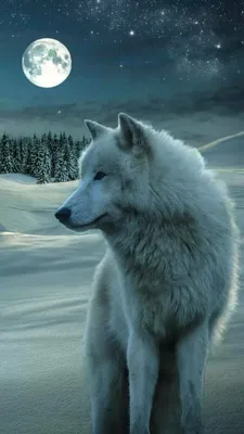 Арктический волк на фоне леса Стоковое Изображение - изображение  насчитывающей напольно, смотреть: 175306493