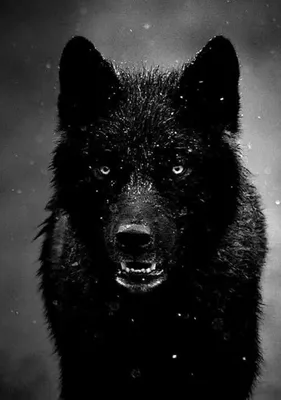 Волк на аватарку» — создано в Шедевруме