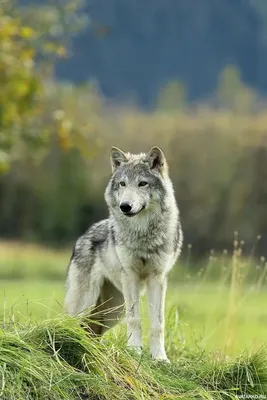 Картинки волка на аву (72 фото)
