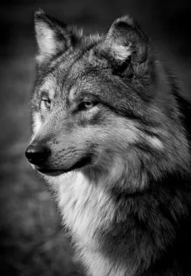 Волк картинки - 69 фото