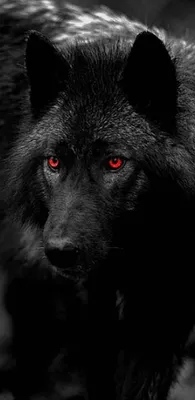Белый волк на черном фоне для …» — создано в Шедевруме