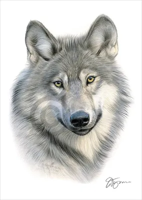 Волк — фото (подборка из 116 картинок) » Перуница | Черные волки, Черный  волк, Волчата