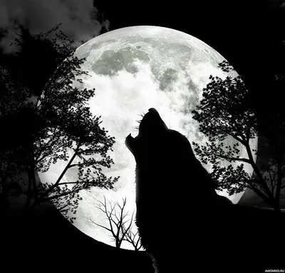 Силуэты, #Волки, #Луна, #аватары, #картинки, #фото, #авы,  https://avatarko.ru/kartinka/6192 | Изображения волков, Рисунки с волками,  Черные волки