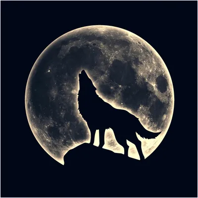 Крупный план милого белого волка…» — создано в Шедевруме