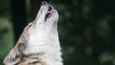 Силуэт волка воющего на луну - фото и картинки abrakadabra.fun