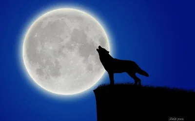 Картинки волка рисунок воющего на луну (67 фото) » Картинки и статусы про  окружающий мир вокруг