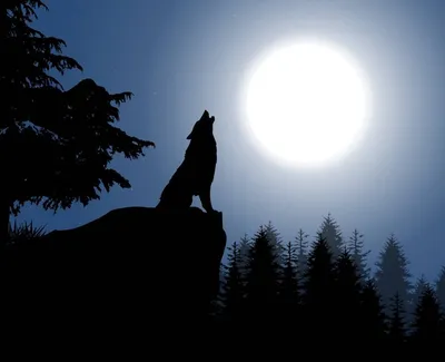 Рисунок волк воющий на луну - 60 фото