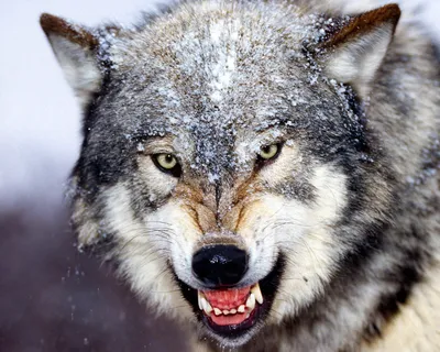 Картинки животные, хищники, волки, волчица, детёныш, волчонок, природа -  обои 1280x1024, картинка №249046
