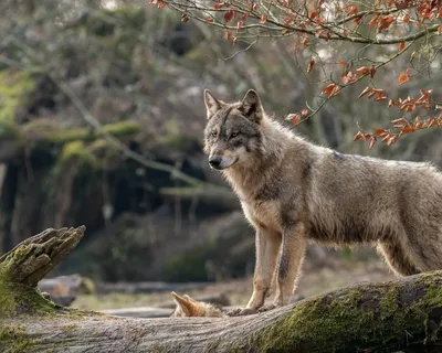 Фотография Волки животное