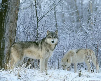 Картинки животные, волк, хищник - обои 1280x1024, картинка №453794