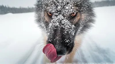 Картинки волк Животные