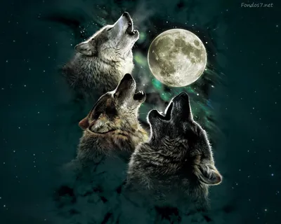 Пин от пользователя noreen scully на доске Leaders of the wolfpack | Обои с  животными, Арктический волк, Животные