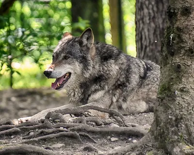 Скачать обои лес, хищники, волки, стая, волк разрешение 1280x1024 #166336