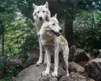 Обои для рабочего стола Волки Животные