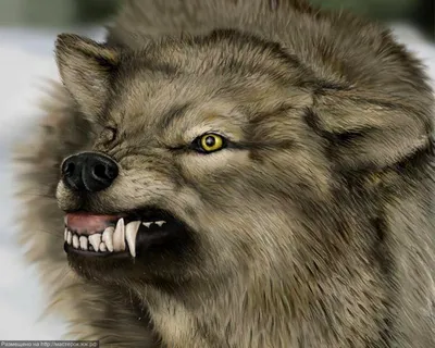 Волк Хищник Их Дикое - Бесплатное фото на Pixabay - Pixabay