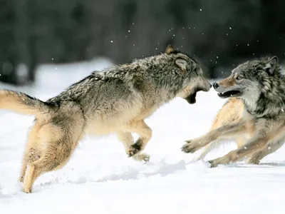 Скачать обои хищник, животное, волк, живая природа, predator разрешение  1280x1024 #265664