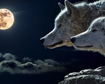 Скачать 1280x1024 волк, хищник, взгляд, дикая природа, животное обои,  картинки стандарт 5:4