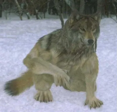 Волки-оборотни ♔ | ВКонтакте