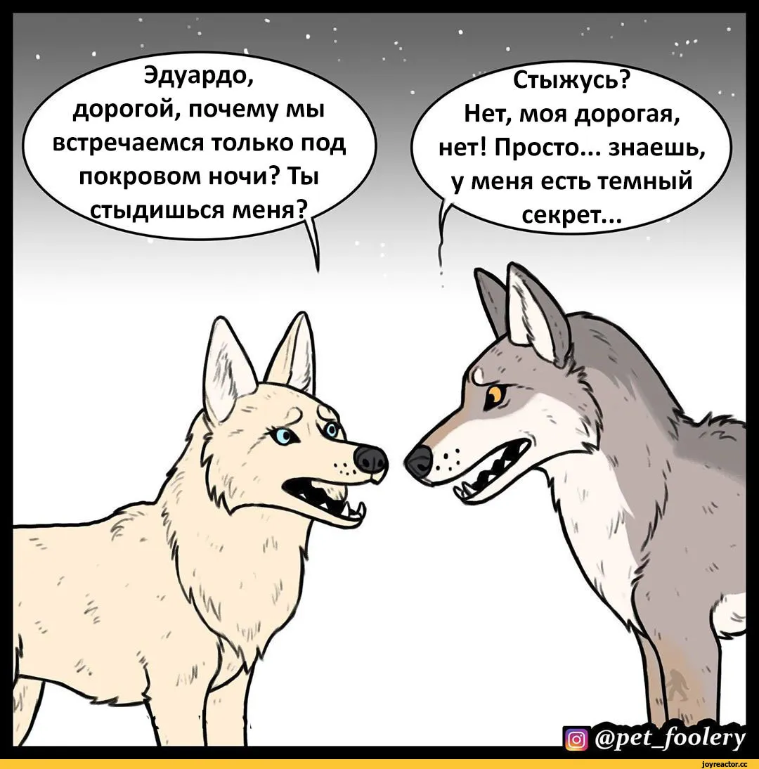 Пушистый волк и вика расстались