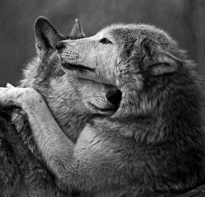 Раскраски волк и волчица любовь (44 фото) » Картинки, раскраски и трафареты  для всех - Klev.CLUB