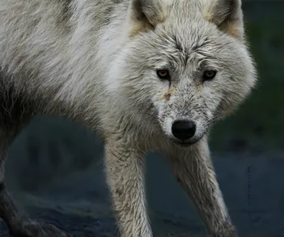 Волк И Волчица Любовь Картинки – Telegraph