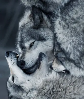 Купить картину Волк из серии \"Большая Любовь\" в Москве от художника  Хованская Екатерина