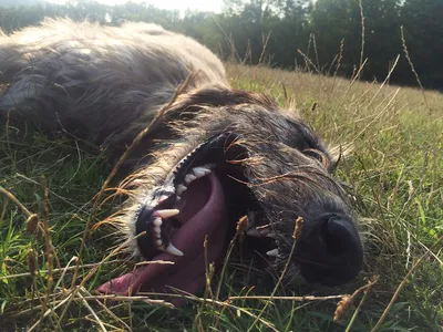 Ирландский волкодав: Истребитель волков и одна из крупнейших пород собак.  Безопасен для человека, но смертелен для животных - ЯПлакалъ