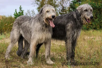 Бурят-монгольский волкодав (Buryat Mongolian Wolfhound) - это спокойная и  уравновешенная порода собак. Описание, фото и отзывы.