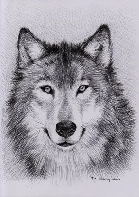 Рисунки волков для срисовки - 81 фото