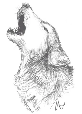 Волк для срисовки легкий - 80 фото