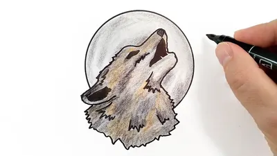 Волк рисунок карандашом легкий для начинающих (46 фото) » рисунки для  срисовки на Газ-квас.ком