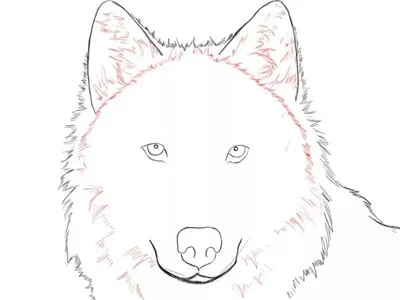 100 интересных рисунков волка для срисовки » Dosuga.net — Сайт Хорошего  Настроения