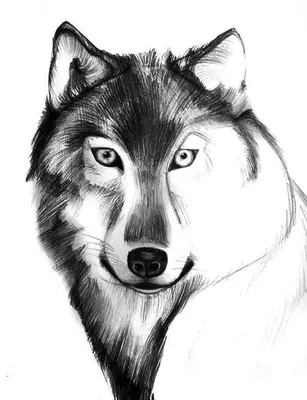 Волк рисунок арт (23 фото) » Рисунки для срисовки и не только | лисы  фэнтэзи | Постила
