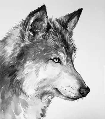Волк, рисунок карандашом» — создано в Шедевруме