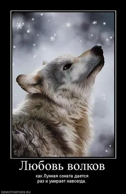 Демотиватор волк (47 фото) » Юмор, позитив и много смешных картинок