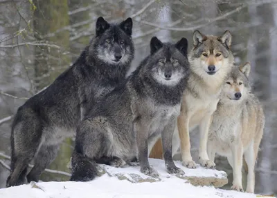 Звериная тема. В республике растёт популяция волков | Ситуация | ОБЩЕСТВО |  АиФ Коми